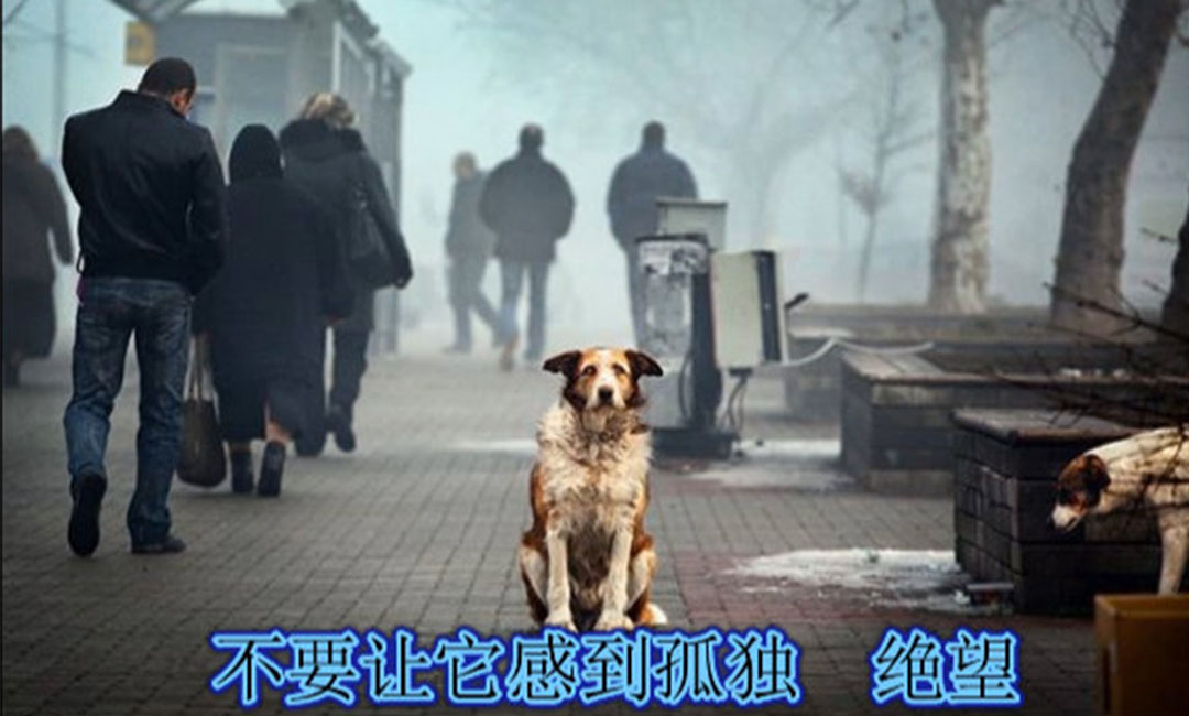 闸北爱影圈微博微信转发案例